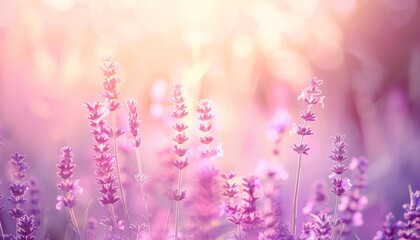 Lavender Bliss: Summer Panoramic Field of Blooming Flowers - AR 7:4