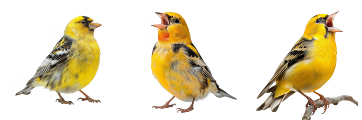 Three vibrant american goldfinch birds singing