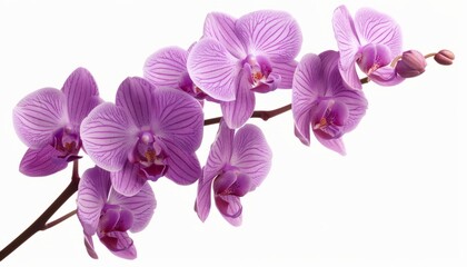Purple Orchid Blossom: A Closeup on a White Background