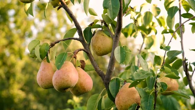 harvest of pears on a tree in the garden. Selective focus.