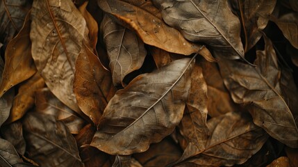 Natural and dirty appearance of dried leaves in a close up photograph