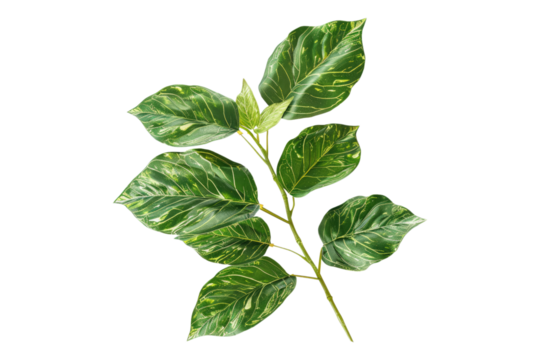 Variegated green leaves isolated on transparent background