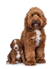 Happy young male Cobberdog aka Labradoodle, sitting up facing front beside puppy. Looking straight...