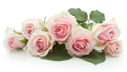 Fototapeta premium Rosy Roses: A Stunning Array in Isolation