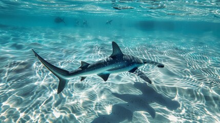 Naklejka premium Close-up of a hammerhead shark swimming gracefully through crystal-clear waters, its distinctive head shape visible beneath the surface.