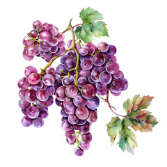 Fototapeta premium Ripe Purple Grape Clusters on Vine with Green Leaves,Closeup Shot on White Background