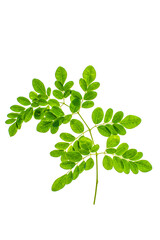 four leaf  Moringa nutritional plant set of leaves  isolated on white png