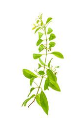 green leaf isolated on white background png, green leaves isolated 