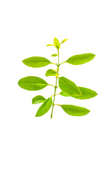 green leaf isolated on white background png, green leaves isolated 