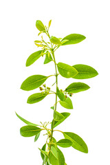 green leaf isolated on white background png, green leaves isolated 