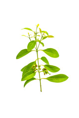 green leaf isolated on white background png, green leaves isolated 