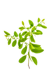 green leaf isolated on white background png, green leaves isolated 