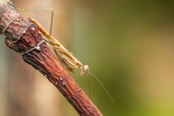 木の枝に擬態し獲物を待つカマキリの幼虫。