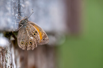 Lattice brown butterfly isolated on nature background. Living organism. Orange and brown butterflies. Kirinia roxelana.