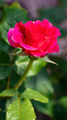 Close-up photograph of vibrant roses in full bloom, showcasing the intricate details and delicate textures of the petals
