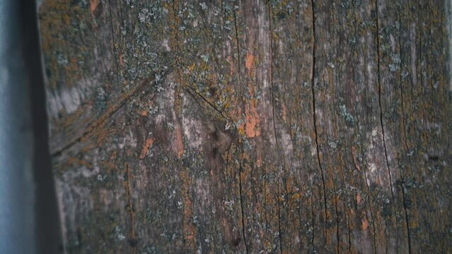 ants are crawling on the home board. danger. parasites. termite
