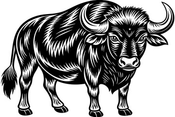  buffalo vector illustration