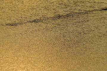 夕日に照らされた田植え前の水田