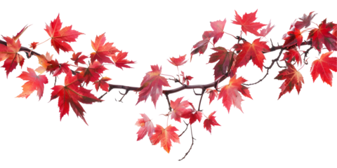 red leaves isolated on white