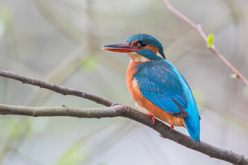Female Common Kingfisher (Alcedo atthis) on branch, the Netherlands
