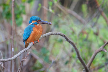 Male Common Kingfisher (Alcedo atthis) on branch with small fish, the Netherlands