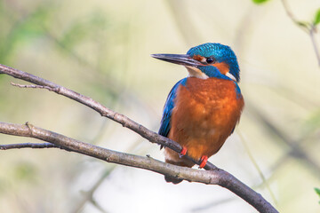 Male Common Kingfisher (Alcedo atthis) on branch, the Netherlands