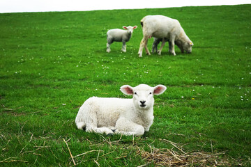 White sheep next to other sheep on a green meadow on a gloomy day