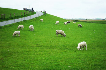White sheep on a green meadow in gloomy weather