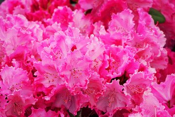 Small pink flowers close up