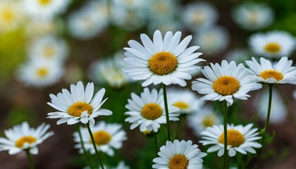 Fototapeta premium Springtime Elegance: White Daisy Flowers in Full Bloom