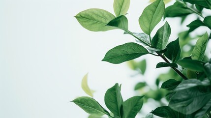 Fototapeta premium Leaves, tree, and closeup in nature, outdoors, or foggy morning growth. Greenery and scenery for sustainability, independence, and nature in South African forests