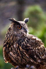Eurasian eagle-owl (Bubo bubo) sitting on a branch against green background