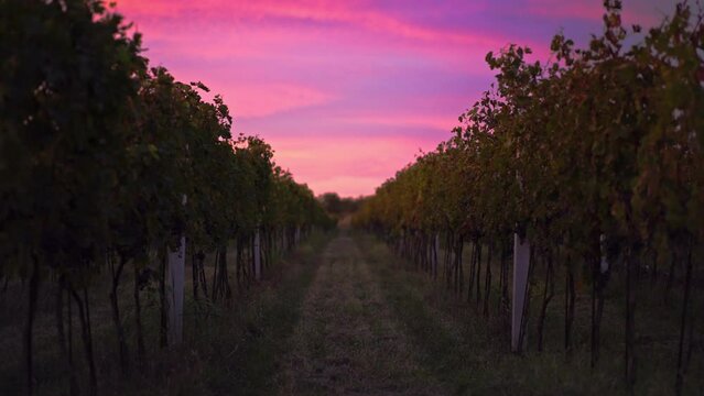 Golden sunlight over vineyard rows at sunset. Warm, glowing landscape ideal for winery and viticulture