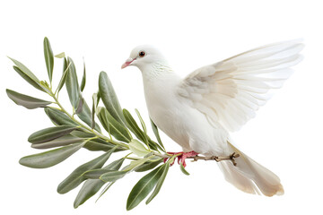 Fototapeta premium A white dove carrying an olive branch, symbolizing peace and harmony. Ideal for themes of tranquility, hope, and nature.