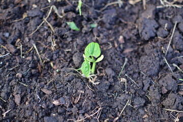 Garden Plant Sprout