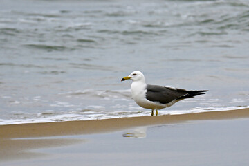 Obraz premium 波打ち際にたたずむカモメ