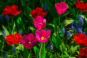 Red and purple tulips and blue muscari flowers blooming in the park.