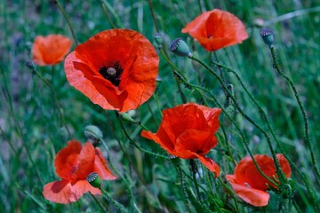 Obraz premium Beautiful poppis in intense red on a dark green background