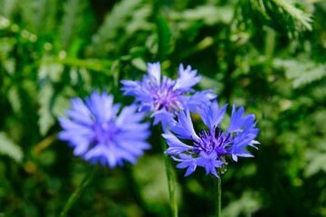 Close up of group of purple flowers of Centaurea cyanus, commonly known as cornflower or bachelor's button on green field. Ti is medicinal, ornamental and honey plant.