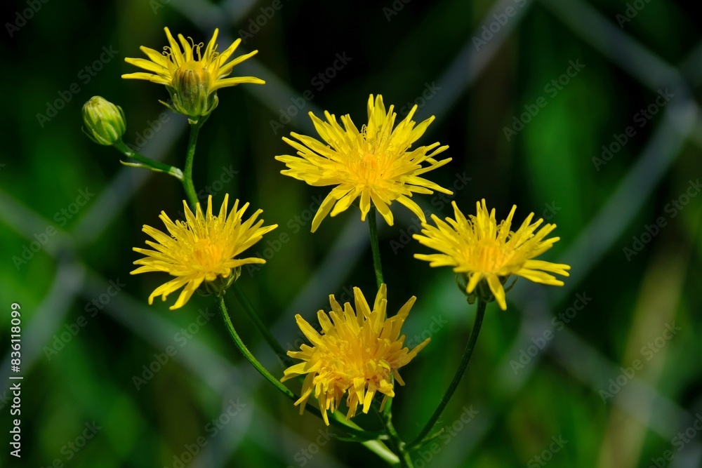 Sticker Close up of yellow flowers of Crepis biennis on dark green background