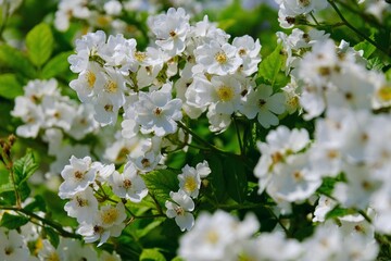 Close up of flowers of rose Sally Holmes on bush in garden