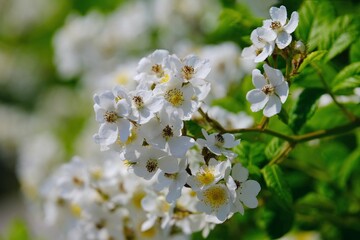 Close up of flowers of rose Sally Holmes on bush in garden