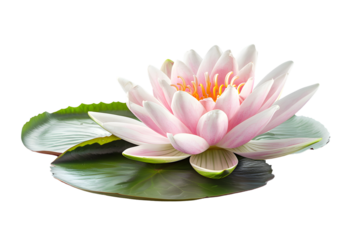 Beautiful close-up of a pink water lily with green lily pads on a white background, highlighting the delicate petals and natural beauty.
