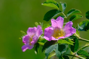 Close up of pink Rosa canina on green background of meadow