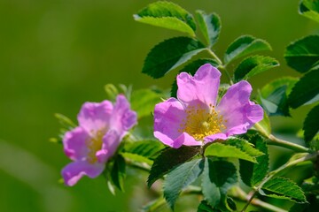 Close up of pink Rosa canina on green background of meadow