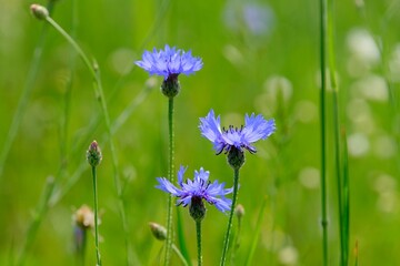 Close up of group of purple flowers of Centaurea cyanus, commonly known as cornflower or bachelor's button on green field. Ti is medicinal, ornamental and honey plant.
