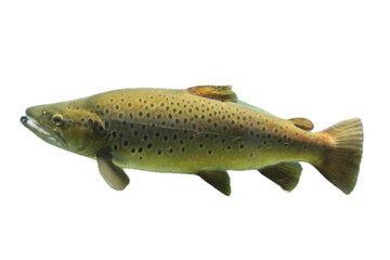 Atlantic salmon (Salmo salar)