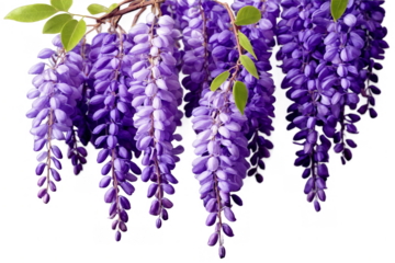 A beautiful cluster of purple wisteria flowers with green leaves on a transparent, white background, png, offers a springtime vibe