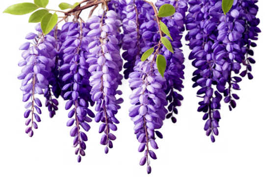A beautiful cluster of purple wisteria flowers with green leaves on a transparent, white background, png, offers a springtime vibe