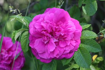 Fototapeta premium Sweden. Rosa rugosa (rugosa rose, beach rose, Japanese rose, Ramanas rose, or letchberry) is a species of rose native to eastern Asia, in northeastern China, Japan, Korea and southeastern Siberia.